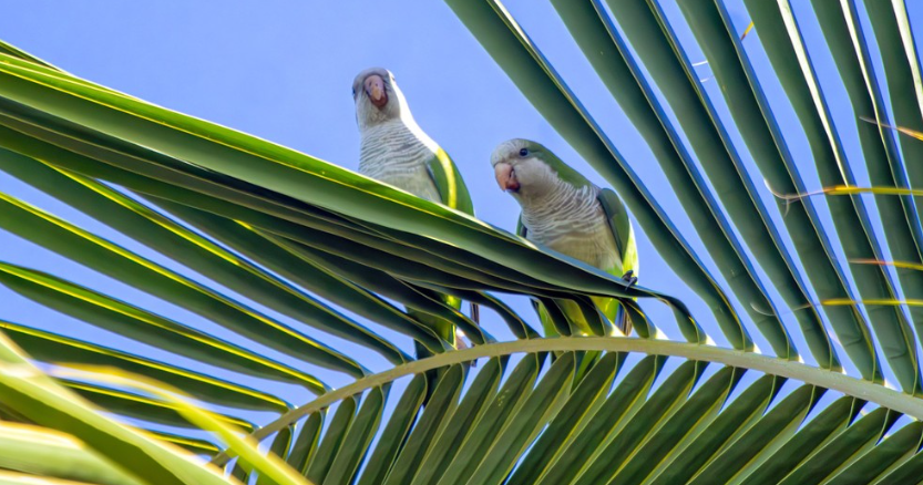 Birds of Old San Juan