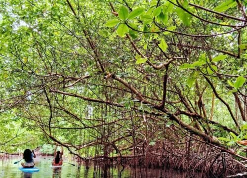Paddle Board Adventure at Mangrove Piñones