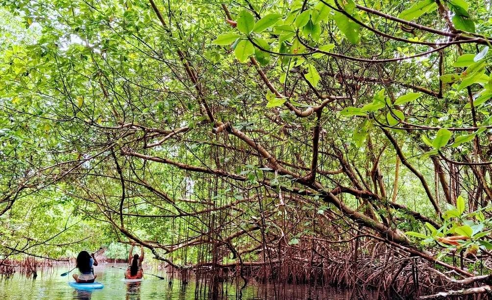 Paddle Board Adventure at Mangrove Piñones